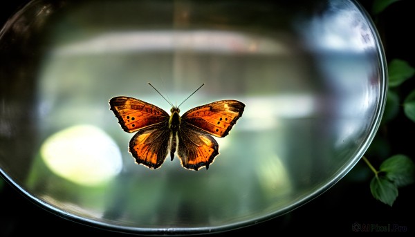 A butterfly framed by the beauty of a majestic scenery