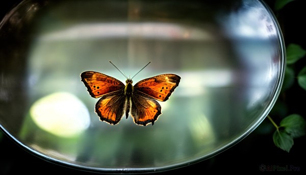 HQ,solo,wings,blurry,pokemon (creature),no humans,depth of field,blurry background,animal,leaf,bug,butterfly,antennae,animal focus,butterfly wings,nature,scenery,light particles,reflection,flying,realistic,light,dragonfly