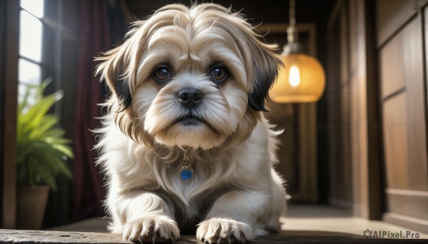 HQ,solo,looking at viewer,brown eyes,jewelry,indoors,necklace,blurry,no humans,window,depth of field,blurry background,animal,plant,pendant,dog,realistic,door,potted plant,lamp,animal focus,blue eyes,closed mouth,collar,gem,claws,stairs