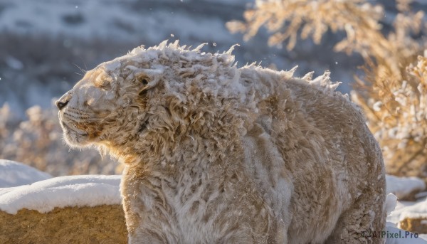 outdoors,sky,blurry,from side,tree,no humans,depth of field,blurry background,animal,snow,snowing,realistic,animal focus,winter,whiskers,tiger,oversized animal,teeth,day,sharp teeth,scales,tusks