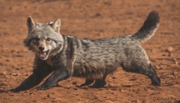 solo,looking at viewer,open mouth,full body,outdoors,teeth,tongue,blurry,no humans,blurry background,animal,fangs,dog,realistic,animal focus,brown eyes,signature,rock