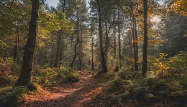 outdoors, sky, day, tree, no humans, leaf, sunlight, grass, nature, scenery, forest, road, autumn leaves, autumn, path