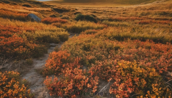 outdoors,tree,no humans,leaf,grass,nature,scenery,forest,road,autumn leaves,field,maple leaf,river,autumn,landscape,orange theme,path,water,from above