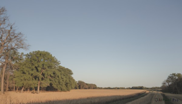 outdoors,sky,day,tree,blue sky,no humans,grass,nature,scenery,forest,road,bare tree,landscape,gradient sky,path,rock