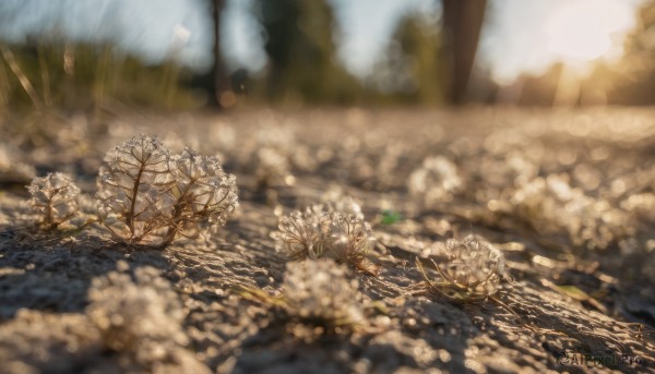 outdoors, blurry, tree, no humans, depth of field, sunlight, nature, scenery