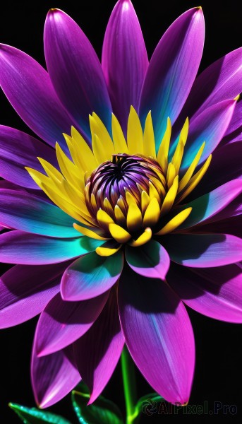 solo,simple background,purple hair,flower,blurry,no humans,leaf,plant,black background,pink flower,purple flower,still life,glowing,yellow flower,colorful,lotus