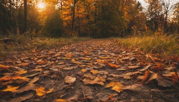 outdoors,day,tree,no humans,leaf,sunlight,grass,nature,scenery,forest,light rays,rock,road,autumn leaves,maple leaf,autumn,orange theme,sunset,bare tree,landscape,path