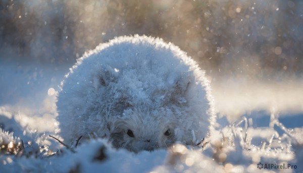 looking at viewer, outdoors, blurry, no humans, depth of field, animal, snow, snowing, animal focus, bokeh