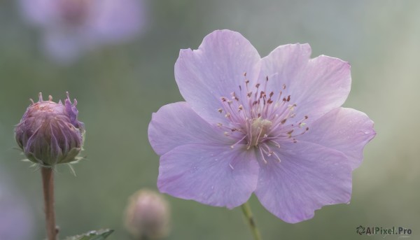 flower,artist name,signature,blurry,no humans,depth of field,blurry background,leaf,bouquet,realistic,purple flower,still life,simple background,outdoors,dated,rose,plant,white flower,scenery,pink flower,green background,purple rose