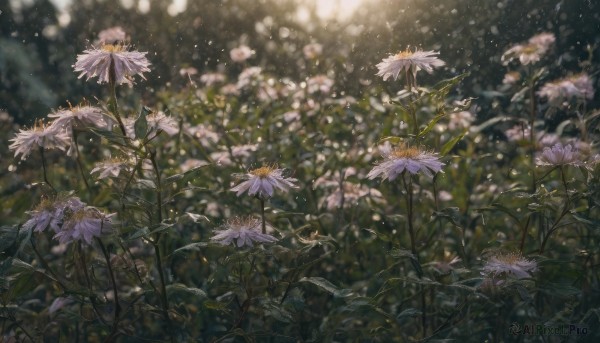 flower, outdoors, blurry, no humans, depth of field, sunlight, plant, nature, scenery, light particles, realistic, still life