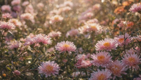 flower, outdoors, day, blurry, no humans, depth of field, blurry background, plant, nature, scenery, pink flower, realistic