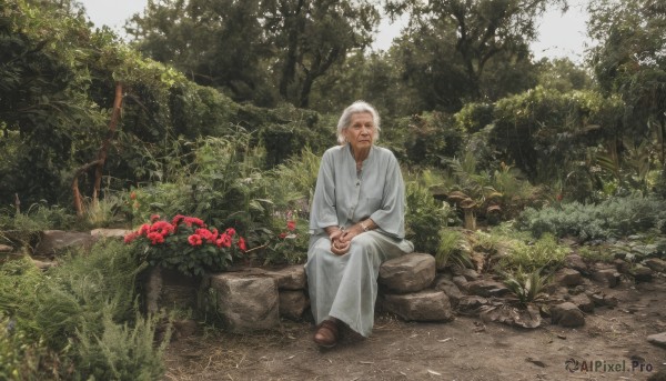 solo,looking at viewer,smile,long sleeves,1boy,sitting,closed mouth,flower,white hair,male focus,outdoors,shoes,day,tree,facial hair,brown footwear,own hands together,grass,plant,red flower,nature,scenery,forest,rock,realistic,old,old man,moss,stone,old woman,wrinkled skin,jewelry,necklace,beard,robe,bush,log