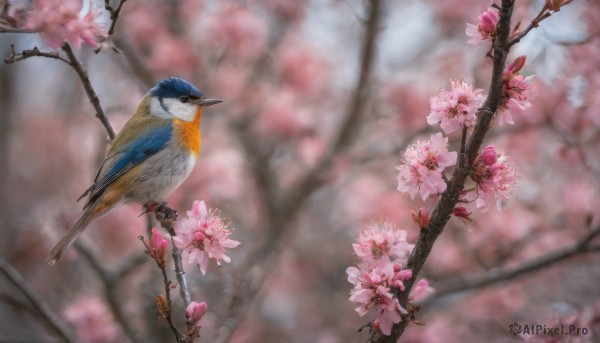 flower, outdoors, blurry, tree, no humans, depth of field, blurry background, bird, animal, cherry blossoms, pink flower, realistic, branch, animal focus