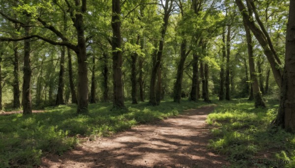 outdoors,sky,day,tree,no humans,shadow,sunlight,grass,nature,scenery,forest,road,bush,shade,dappled sunlight,path,plant