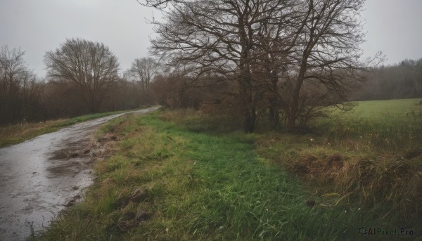 outdoors,sky,day,cloud,tree,no humans,cloudy sky,grass,nature,scenery,forest,rock,road,bare tree,river,landscape,fog,grey sky,path,water,field