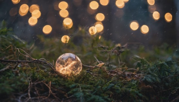 outdoors, sky, blurry, tree, no humans, night, depth of field, plant, nature, night sky, scenery, forest, lantern, branch