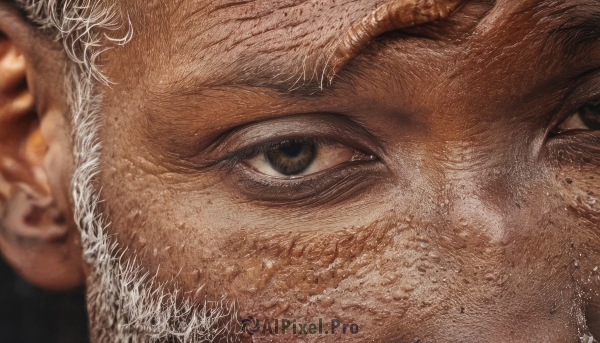 solo,looking at viewer,1boy,brown eyes,male focus,blurry,black eyes,depth of field,animal,portrait,close-up,blurry foreground,realistic,eye focus,white hair,grey hair,signature,facial hair,beard,freckles,manly,old,old man,wrinkled skin