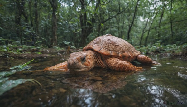 outdoors, lying, day, signature, water, tree, no humans, animal, nature, scenery, forest, fish, realistic, animal focus