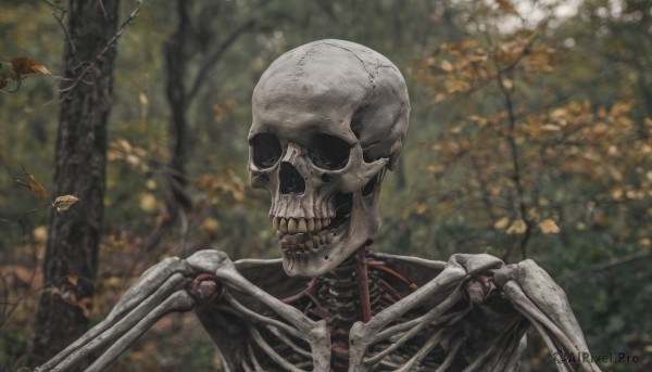 solo,1boy,upper body,male focus,outdoors,teeth,day,blurry,tree,no humans,blurry background,leaf,nature,1other,forest,skull,realistic,branch,ribs,skeleton,bone,horror (theme),depth of field,autumn leaves