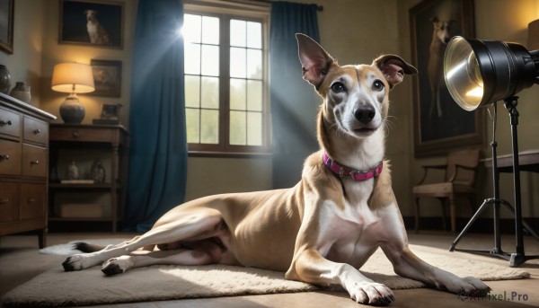 A graceful view of a dog in day