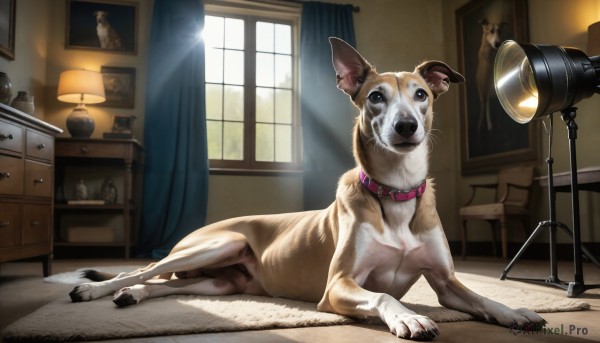 HQ,lying,day,indoors,collar,no humans,window,bed,animal,chair,table,sunlight,curtains,dog,light rays,realistic,camera,lamp,photo (object),animal focus,desk lamp,full body,tongue,on side,desk,animal collar,phonograph