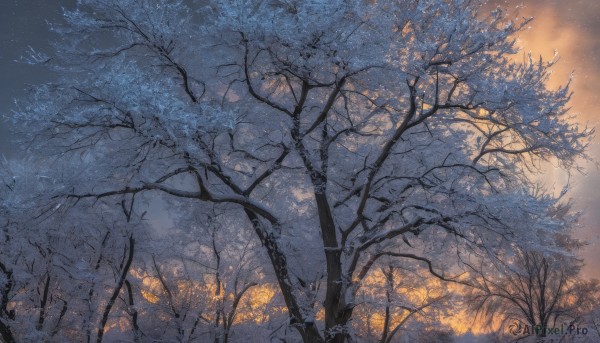 outdoors,sky,tree,no humans,night,sunlight,star (sky),nature,scenery,forest,branch,bare tree,cloud,night sky,starry sky