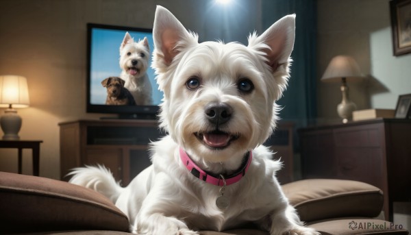 HQ,open mouth,blue eyes,tongue,indoors,tongue out,collar,pillow,book,no humans,bed,animal,fangs,dog,realistic,lamp,animal focus,animal collar,looking at viewer,blurry,blurry background,chair,table,red collar,shiba inu