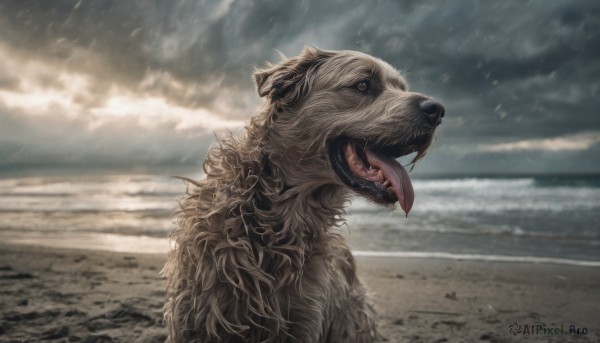 open mouth, outdoors, sky, teeth, tongue, cloud, tongue out, no humans, animal, fangs, cloudy sky, realistic