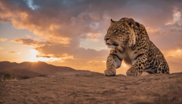 outdoors,sky,cloud,blurry,tree,no humans,depth of field,animal,sunlight,cloudy sky,grass,nature,scenery,sunset,mountain,realistic,sun,animal focus,tiger