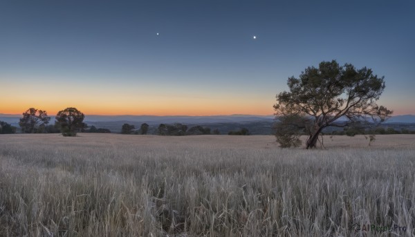 outdoors,sky,tree,no humans,night,moon,grass,plant,star (sky),nature,night sky,scenery,starry sky,sunset,horizon,field,landscape,cloud,water,ocean,beach,sun,crescent moon,twilight,gradient sky