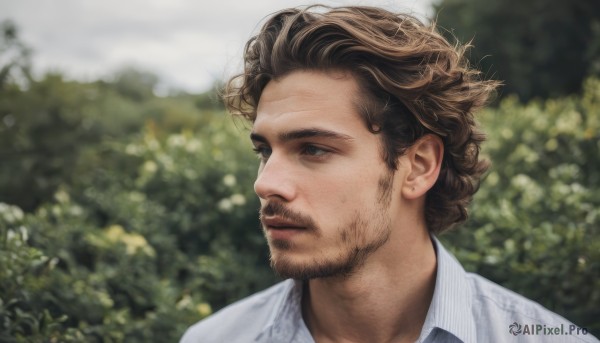A majestic male within a lush day