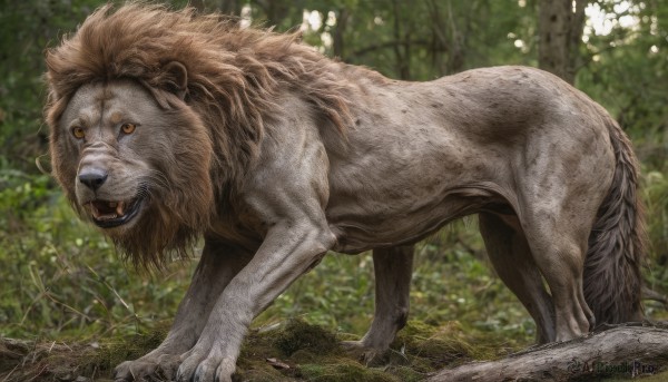 solo,looking at viewer,open mouth,standing,full body,outdoors,day,blurry,tree,orange eyes,no humans,blurry background,animal,fangs,grass,nature,forest,realistic,animal focus,lion,teeth,signature,plant,brown fur