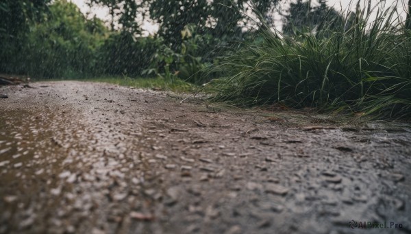 outdoors,day,blurry,tree,no humans,grass,plant,nature,scenery,rain,road,bush,photo background,water,leaf,ground vehicle,rock