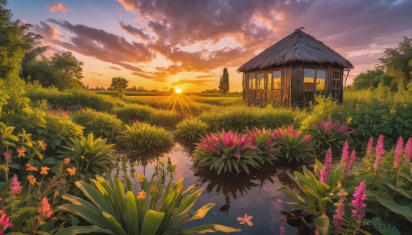 flower, outdoors, sky, cloud, water, tree, no humans, window, cloudy sky, grass, plant, building, nature, scenery, reflection, sunset, sun, house