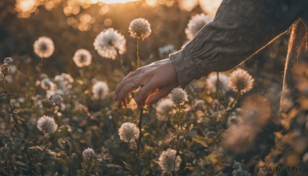 long sleeves, flower, outdoors, blurry, sweater, fingernails, depth of field, blurry background, white flower, out of frame, daisy, dandelion