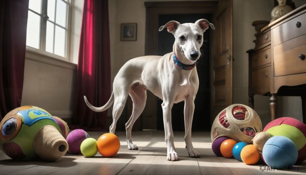 HQ,solo,day,indoors,black eyes,collar,no humans,window,shadow,animal,sunlight,curtains,ball,dog,realistic,animal focus,looking at viewer,standing,spikes,red collar,animal collar,horror (theme),toy