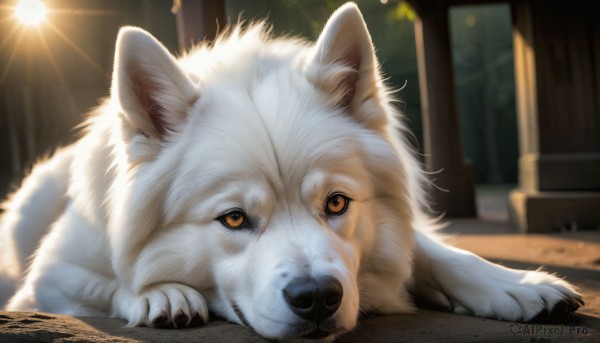 A breathtaking view of a dog in outdoors