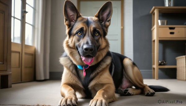 HQ,looking at viewer,yellow eyes,tongue,indoors,tongue out,blurry,collar,no humans,window,saliva,bed,animal,curtains,dog,realistic,door,basket,animal focus,horror (theme),open mouth,lying,day,fangs,shelf,red collar,animal collar,cabinet