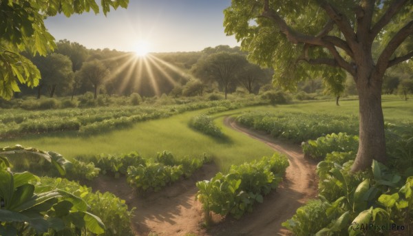 outdoors,sky,day,tree,no humans,leaf,sunlight,grass,plant,nature,scenery,forest,sun,road,bush,landscape,path,cloud,blue sky