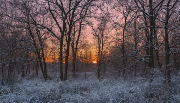 outdoors,sky,tree,no humans,grass,fire,nature,scenery,snow,forest,sunset,winter,bare tree,road,field,landscape,path