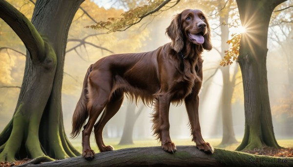 HQ,blue eyes,standing,full body,outdoors,day,tongue,signature,tongue out,tree,no humans,animal,leaf,watermark,sunlight,grass,nature,claws,forest,dog,realistic,animal focus,solo,open mouth,collar,plant,light rays,sun,autumn leaves,sunbeam