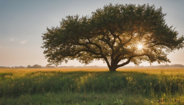 outdoors,sky,day,cloud,tree,blue sky,no humans,sunlight,grass,nature,scenery,sunset,mountain,sun,field,landscape,hill,signature