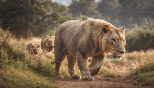 closed mouth,outdoors,day,signature,blurry,tree,no humans,depth of field,blurry background,animal,grass,nature,forest,walking,realistic,animal focus,lion,looking at viewer,cat