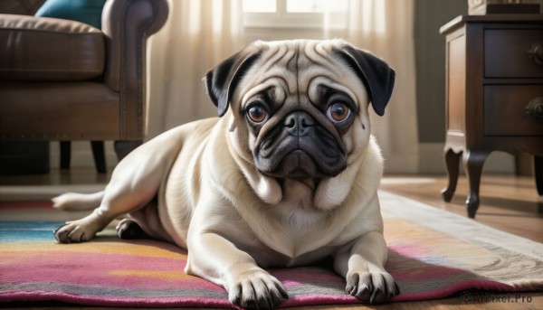 Day brought to life with a serene dog