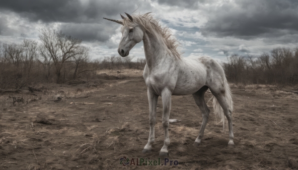 solo,outdoors,horns,sky,day,cloud,tree,no humans,animal,cloudy sky,grass,nature,scenery,single horn,forest,realistic,horse,bare tree,grey sky,unicorn,standing,muted color,overcast,grey theme