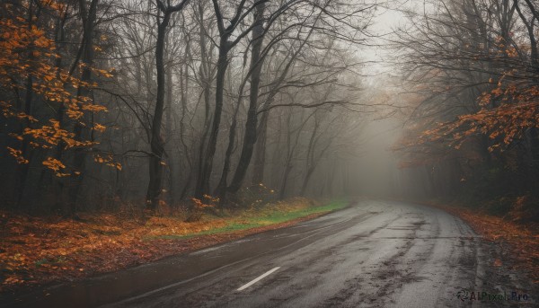 outdoors,day,tree,no humans,leaf,sunlight,grass,nature,scenery,forest,road,autumn leaves,bare tree,street,autumn,path,sky,cloud,light rays,landscape,vanishing point