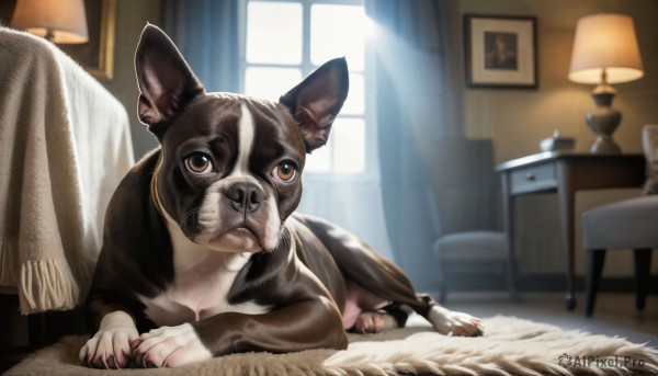 HQ,solo,looking at viewer,brown eyes,lying,day,indoors,blurry,pillow,no humans,window,bed,depth of field,animal,on bed,chair,table,sunlight,cat,on stomach,curtains,wooden floor,realistic,blanket,lamp,bedroom,animal focus,painting (object),rug,closed mouth,scarf,blurry background,on side,dog