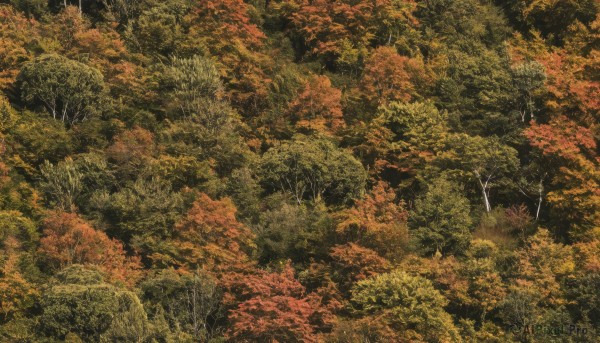 outdoors,tree,no humans,leaf,traditional media,grass,nature,scenery,forest,autumn leaves,autumn,landscape