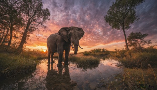 The charm of a unique subject in a bold sunset outdoors