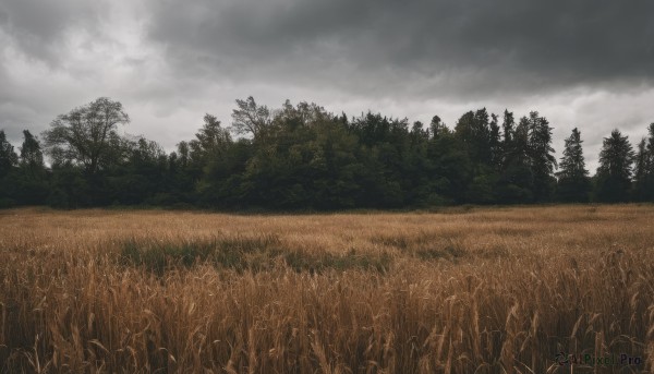 outdoors,sky,day,cloud,tree,no humans,cloudy sky,grass,nature,scenery,forest,field,landscape,grey sky,overcast